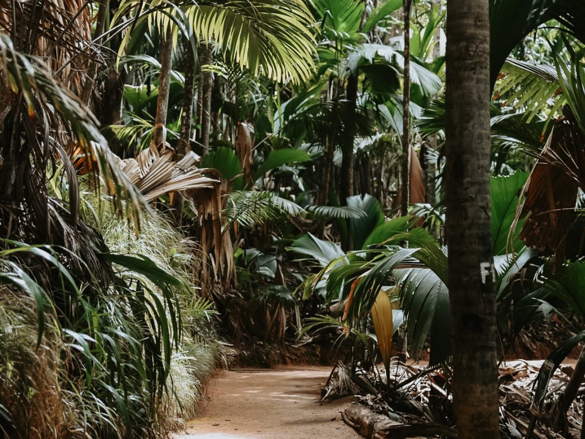 Praslin, The Seychelles